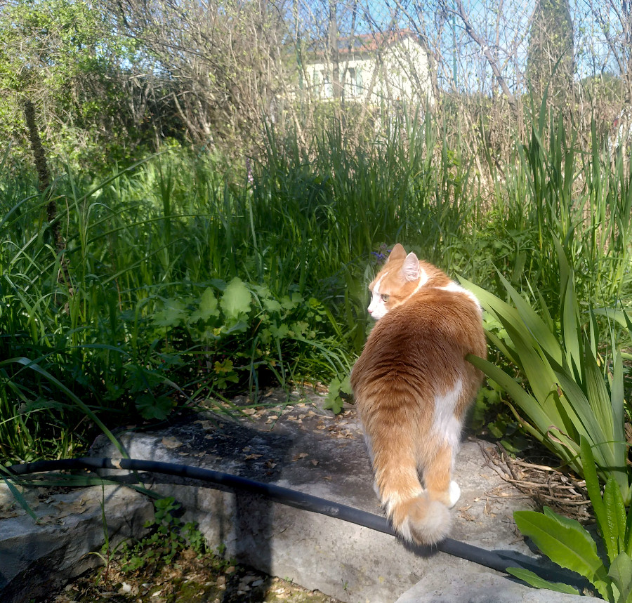 Chat dans les herbes