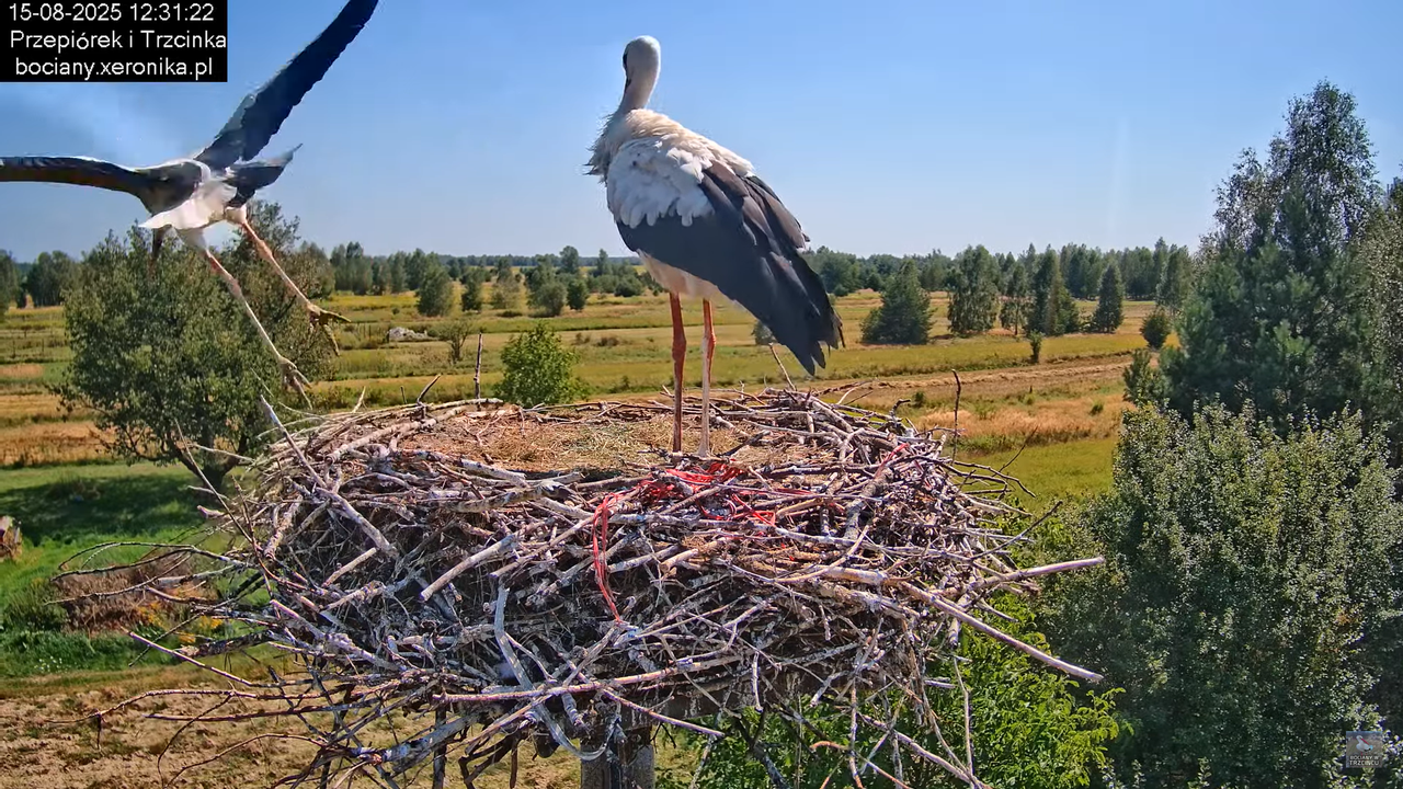 15082025bociany28