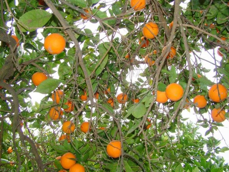 oranges-community.jpg