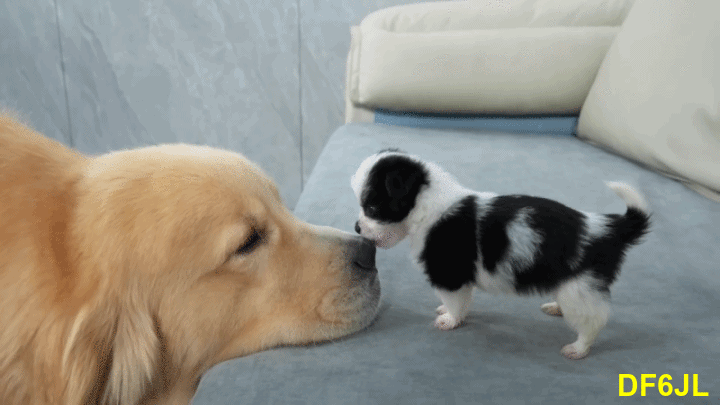 Golden-Retriever-02