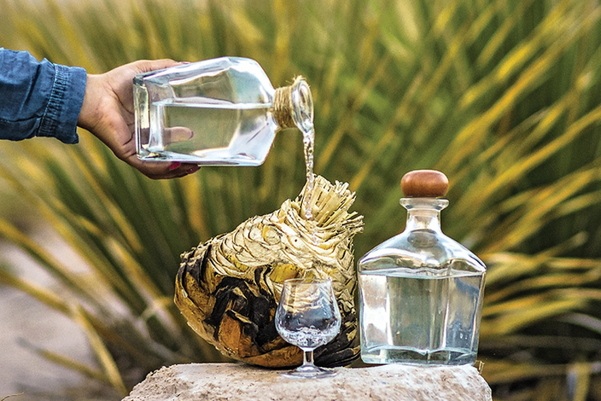 ¿Qué es el sotol? La fuerte competencia del tequila