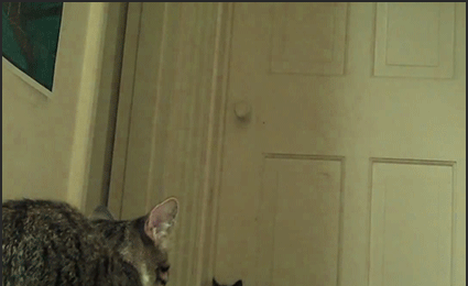 Funny-Cat-GIF-Smart-kitten-opens-door-like-a-Boss-Let-s-go-Bro-we-are-free-ok-cats.gif
