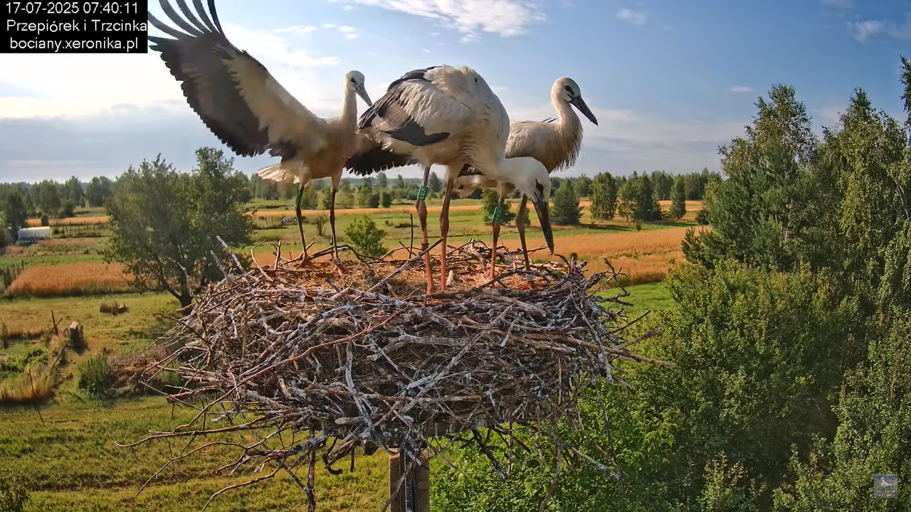17072025bociany20