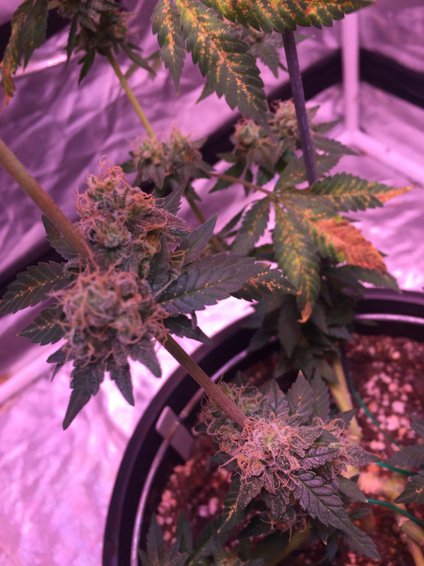 CF7988CA-FE91-427E-B8B5-A1CBC281235C