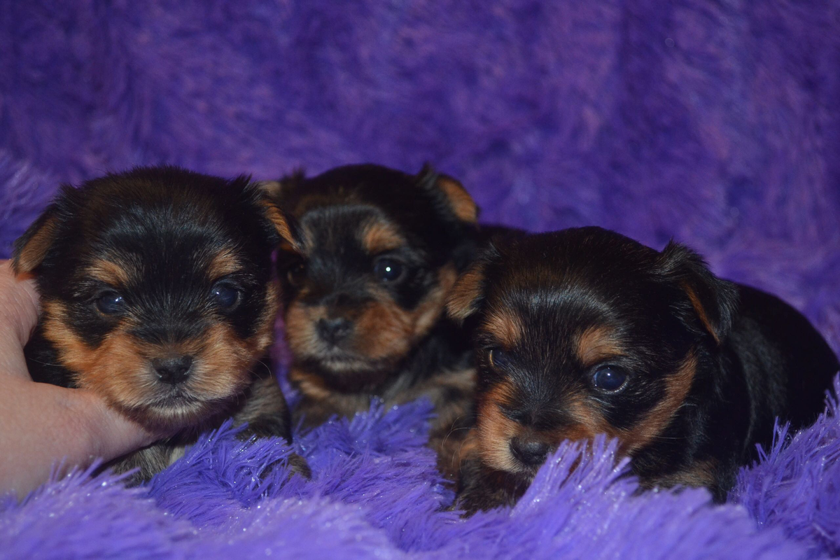 Щенки кострома. Купитьиорширского терьера г тверь. Памятник псу в костроме. Даром собаки породы йорки. Маленькие породы собак в костроме.