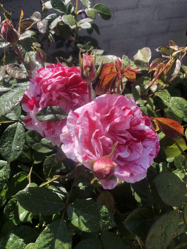 CBCFBFF1-2E5D-4A01-A3A8-C67146CF79C2_1_105_c