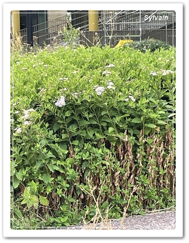 ASTER-UZ-LEUVEN
