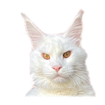 B2-F6-B0-ED-6612-4812-9124-C85-A51-B75-B15.png