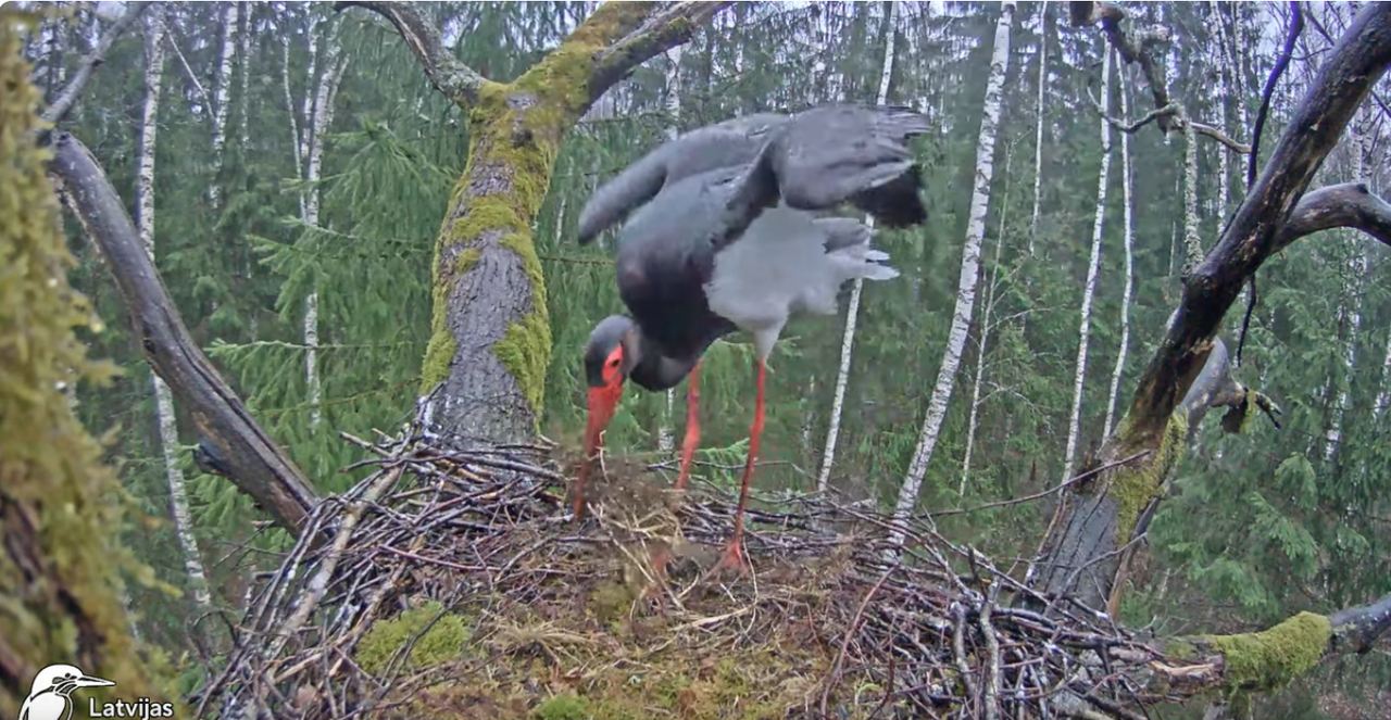 Screenshot 2024-04-03 at 09-14-30 Melnais stārķis (Ciconia nigra) Ogres novadā - LDF tiešraide