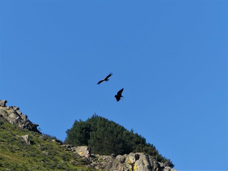 PARQUE NACIONAL DE MONFRAGÜE-2020/2023 - EXTREMADURA Y SUS PUEBLOS -2010-2023 (89)