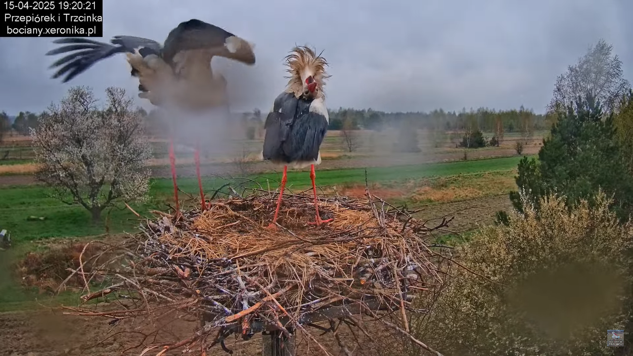 15042025bociany13