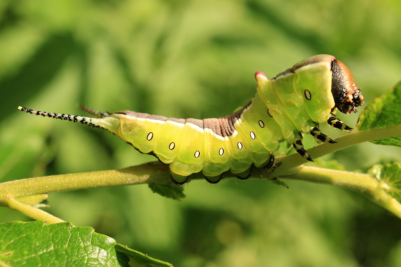 green-caterpillar.jpg