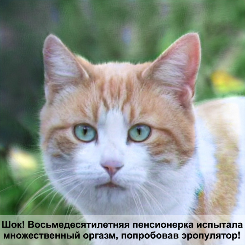 музыка для кошек