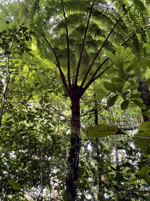 Reserva biológica del bosque de Monteverde - Tamarindo - Costa Rica desde el aire. Una ruta diferente. Julio 2021 (5)