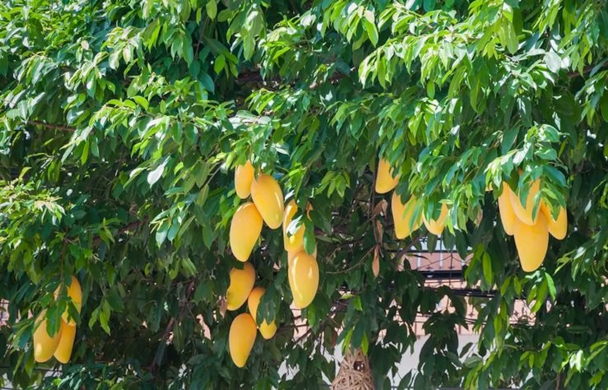 ¿Cómo cultivar mango en casa? Sigue esta guía