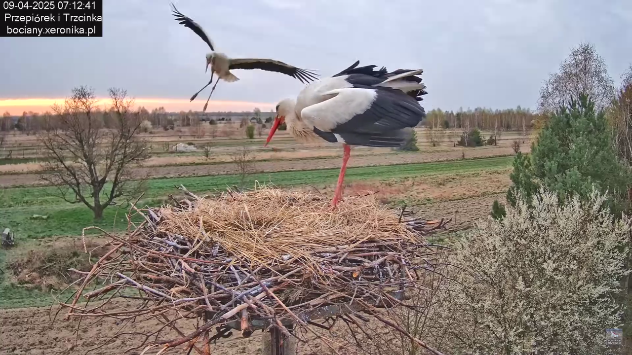 09042025bociany_10
