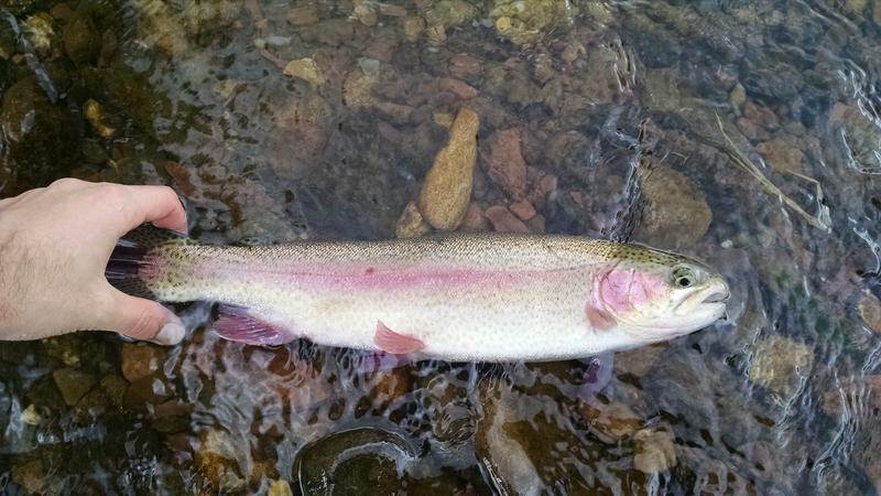 Raritan River At Nevius Street Garden State Trout