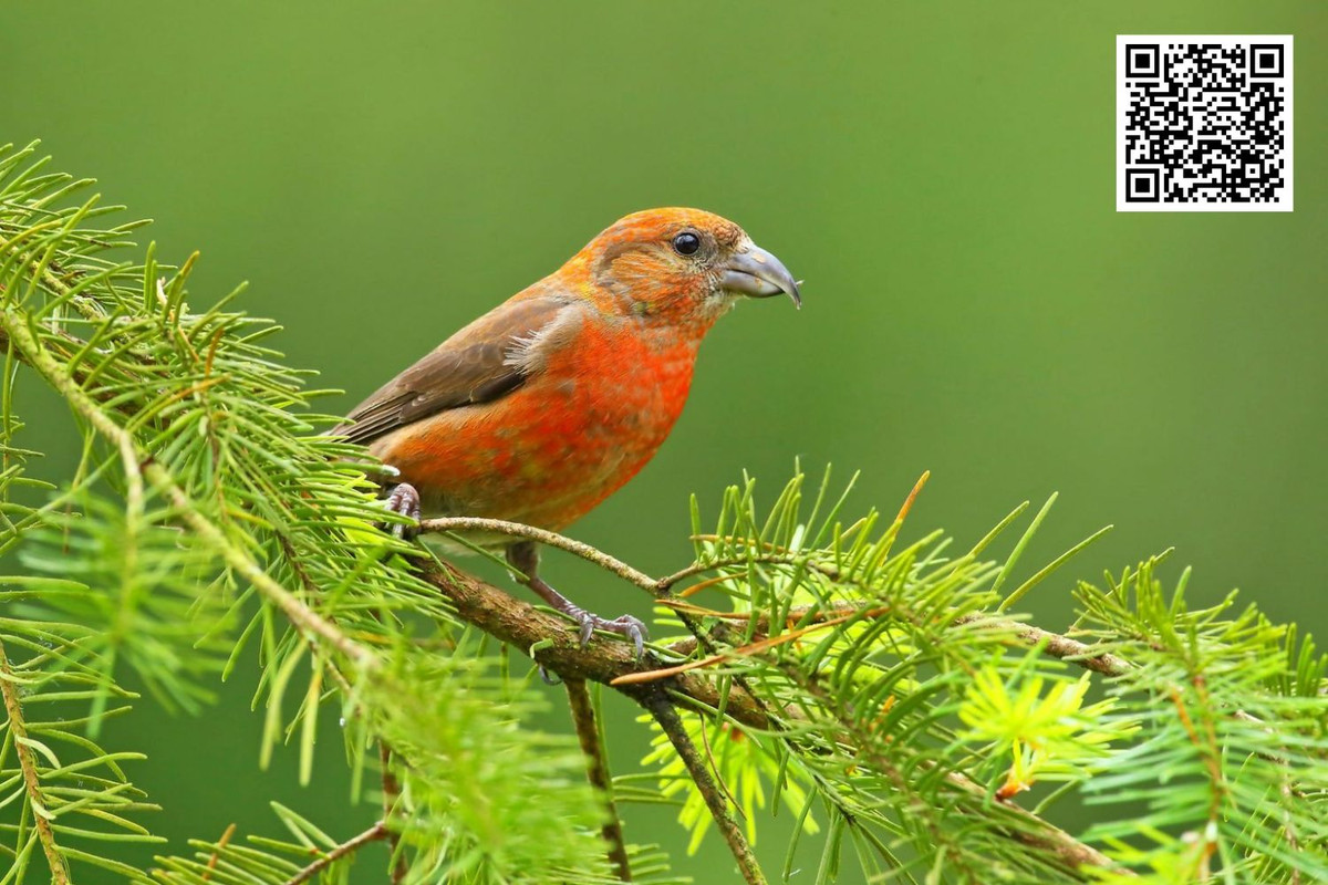 Impact of Climate Change on Common Crossbill Populations