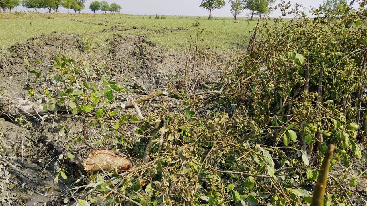 সংরক্ষিত বনে তরমুজ চাষ, ২০০ গাছ উপড়ে ফেলার অভিযোগ