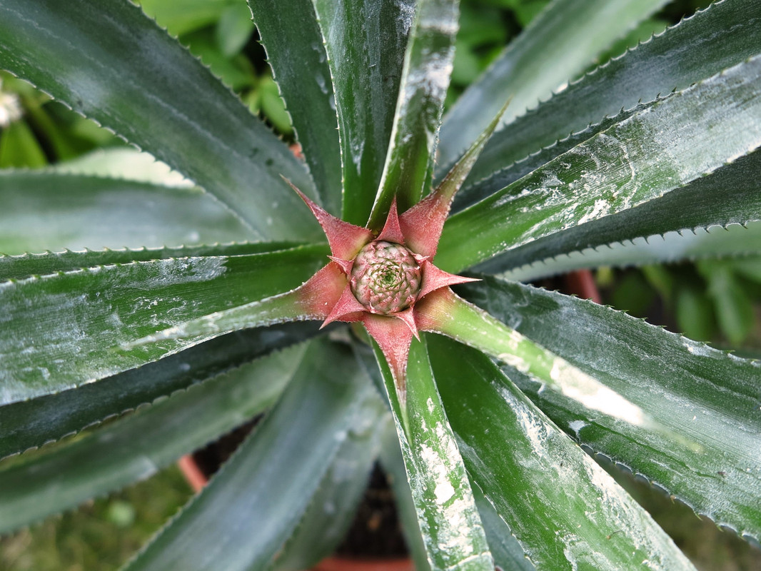 ananas comosus 'Queen Victoria' 20.03.2020 (4)
