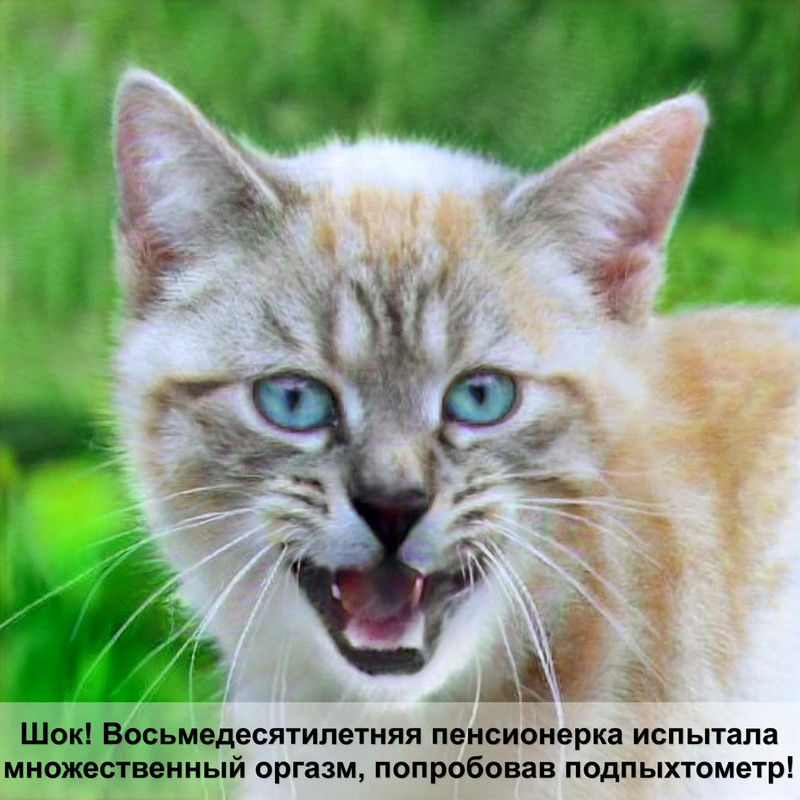 кот золотая шиншилла