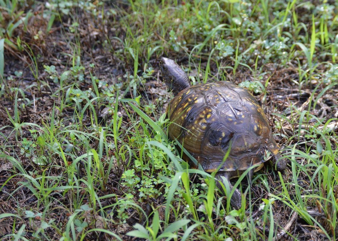 2021-7-1 Box Turtle (2)