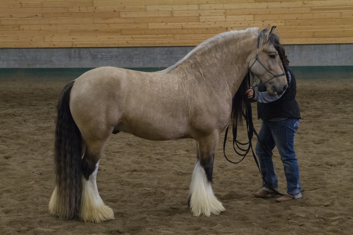 gypsy-vanner-10-by-castlegraphics-dbarxvy.jpg