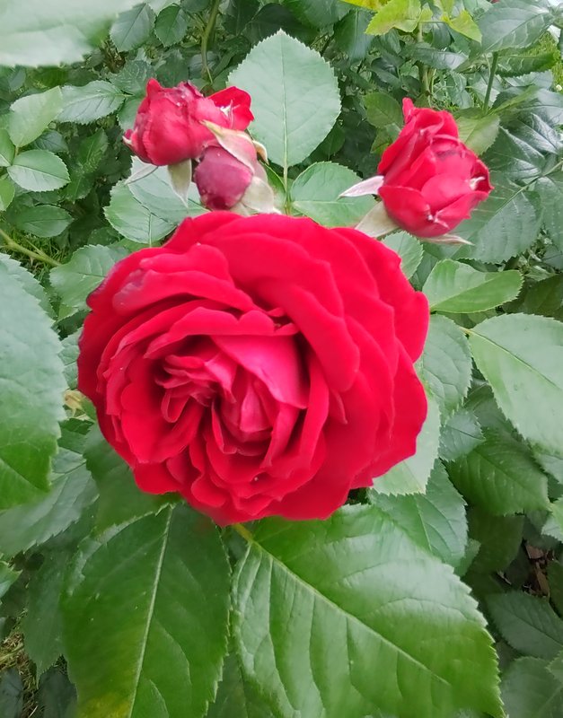 https://i.postimg.cc/8PQ3xf9K/70-IMG-20250626-135138.jpg