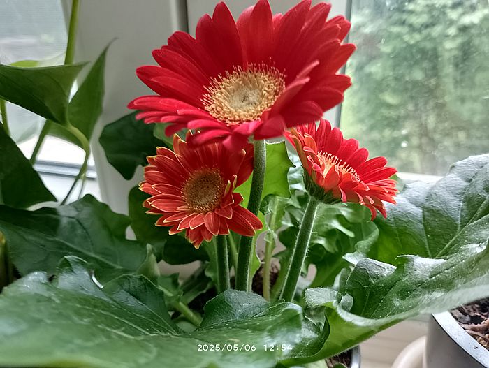 https://i.postimg.cc/8PQNjV9w/g-b-h-anyakn-gerbera-20250504.jpg