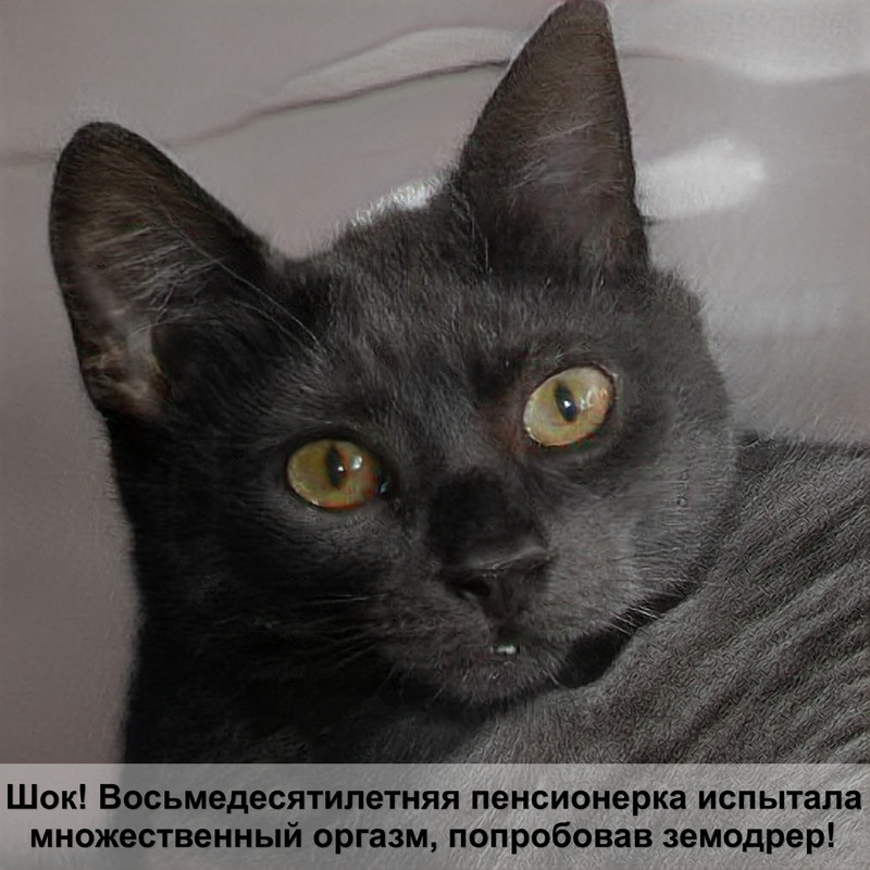 обои которые не дерут кошки