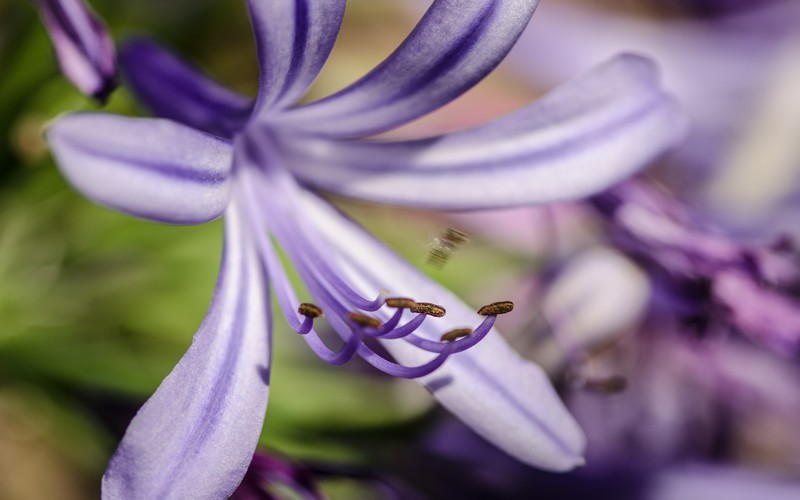 Agapanthus praecox (Common Agapanthus) - JPB_4576
