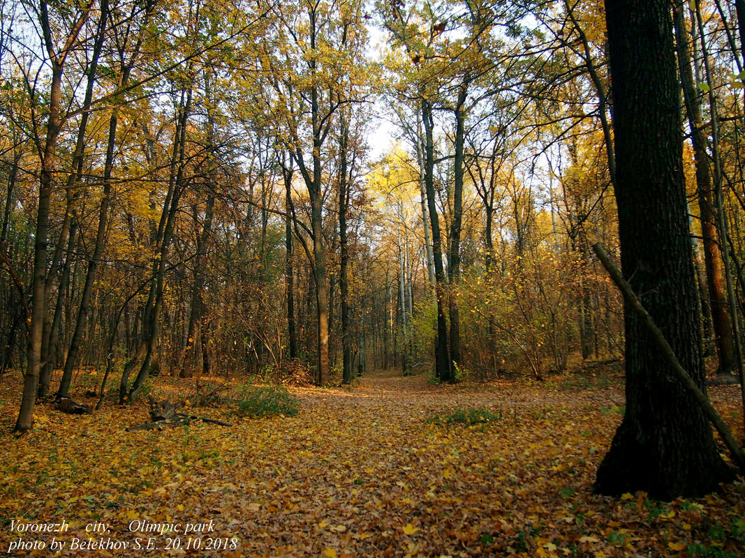 Воронеж, Олимпик, осень