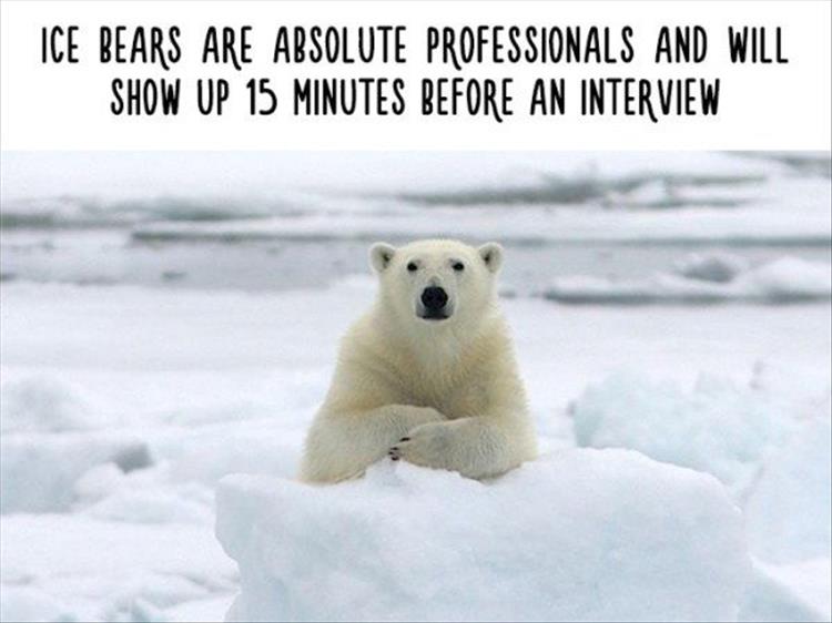 ice_bear_pros.jpg
