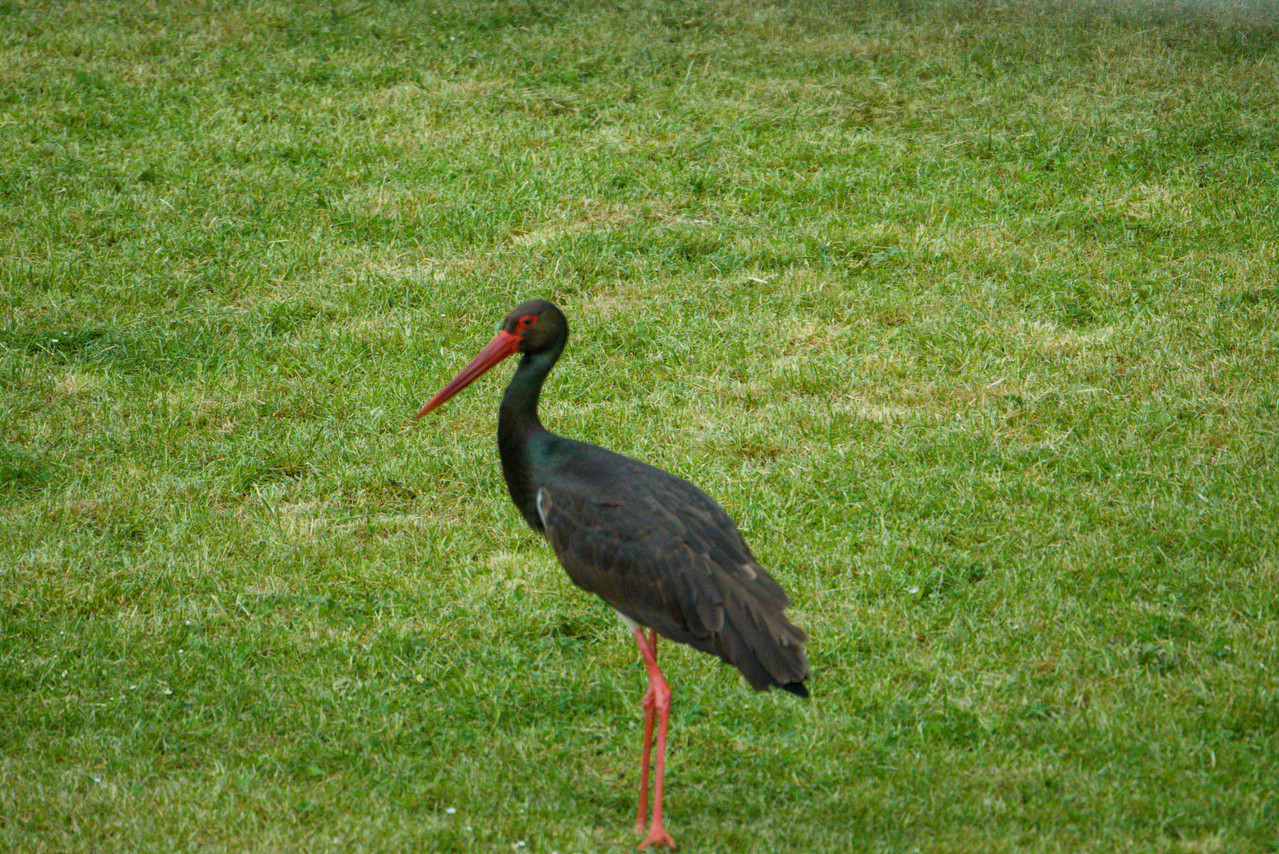 DSC04605