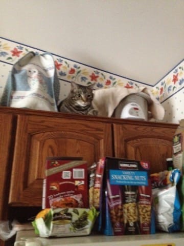 17d40c23 f685 4f92 81da 4551f9d0e9ce