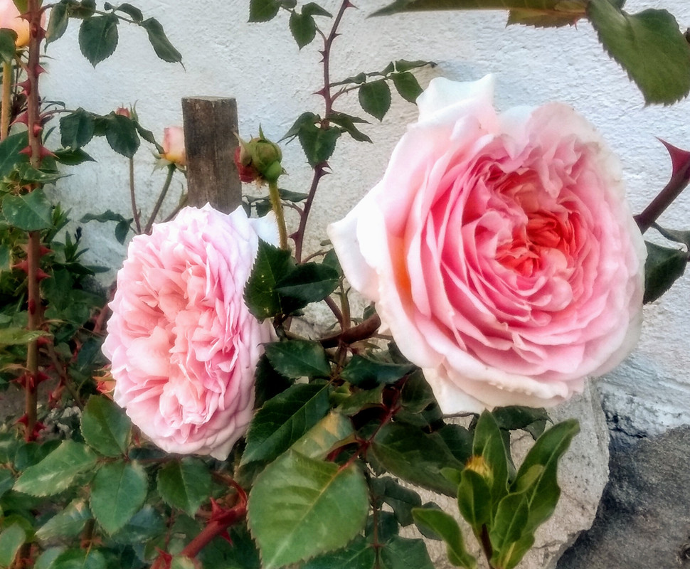 IMG_20190503_074132615_HDR~2