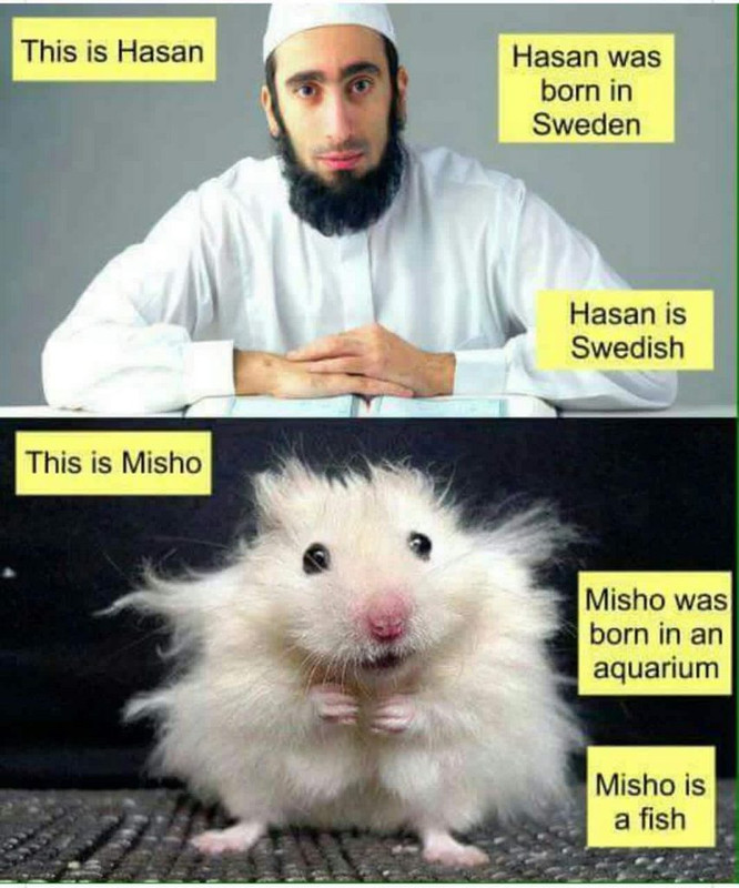 misho is a fish