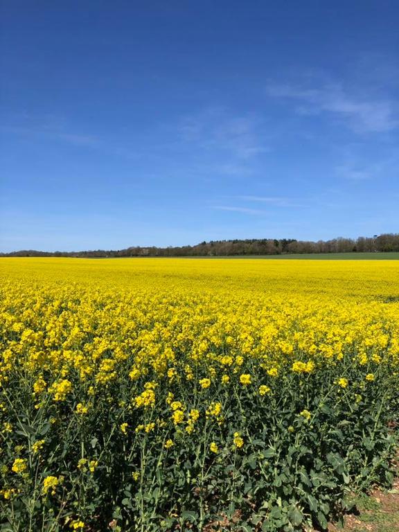 field-mustard-oil-rape.jpg