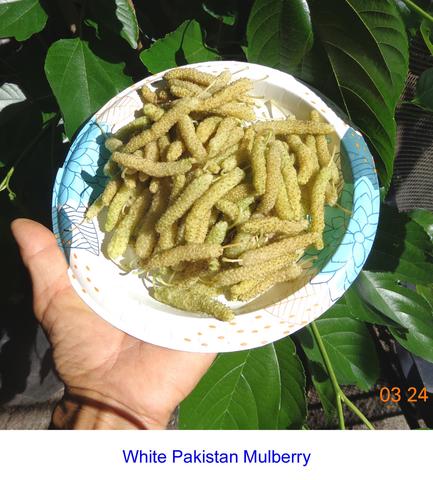 Australina Green Wht Pakistan P5