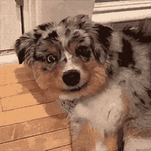 smiling-doggy.gif