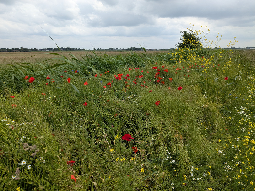 Трое в Амстердаме, не считая собаки. Переезд в Нидерланды.