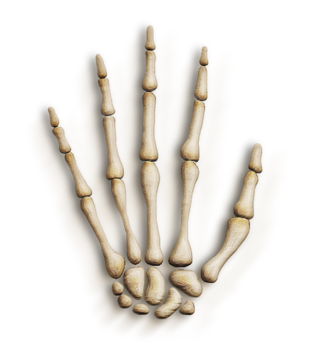 hand-bones10.png