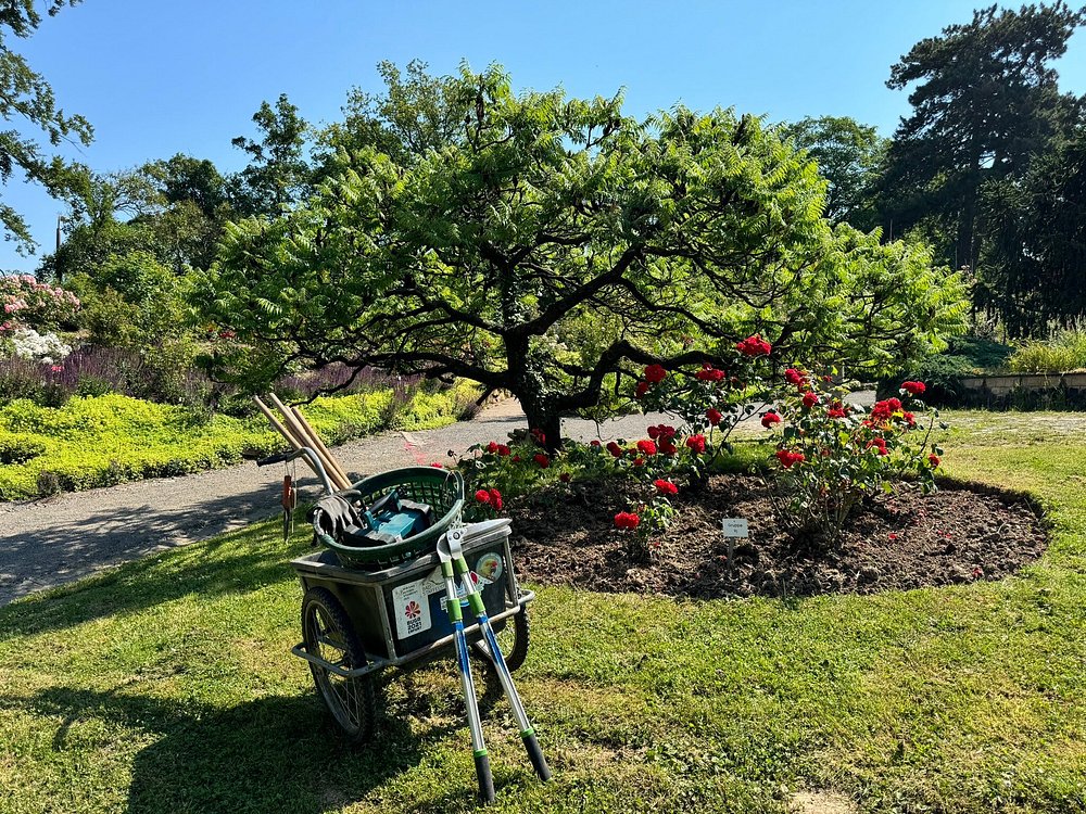 caption-2 Европейский Розарий в Зангерхаузене