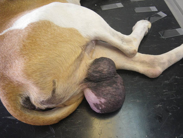 dog-537248
