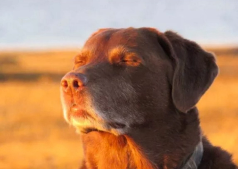 dog-closing-eyes-meme-1.png