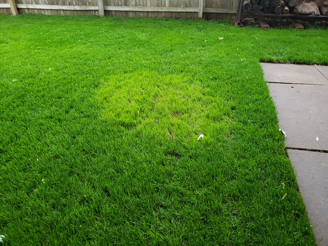Light green ring in TTTF Lawn Care Forum