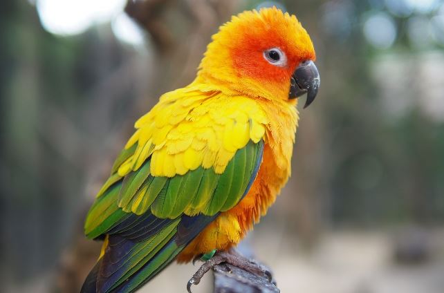 Lifespan of Sun Conure