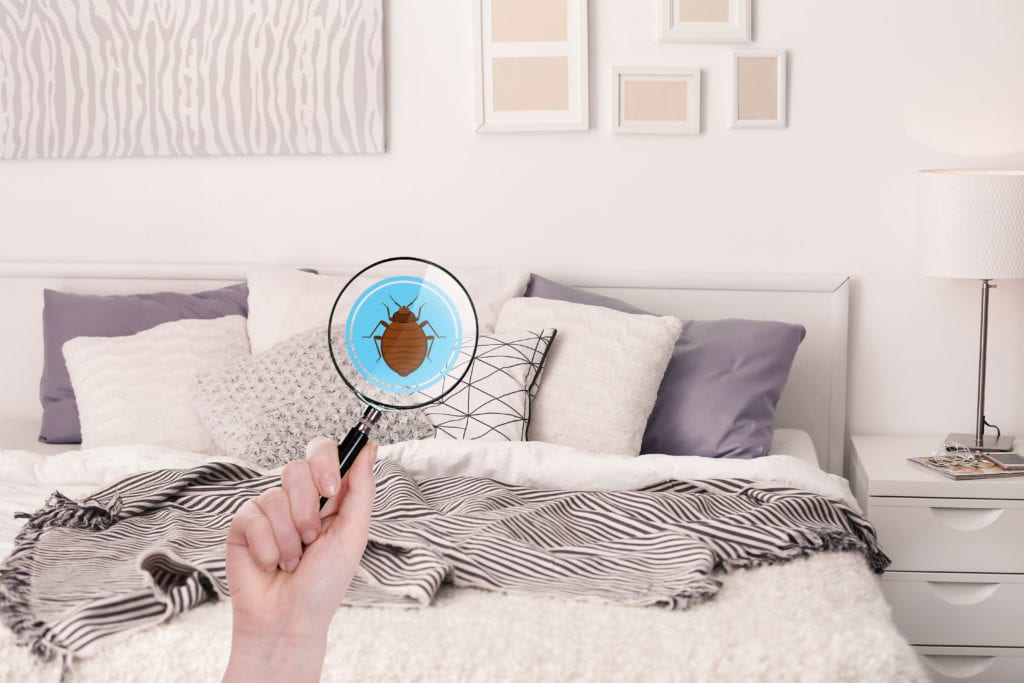 Bed Bug Treatment Kissimmee