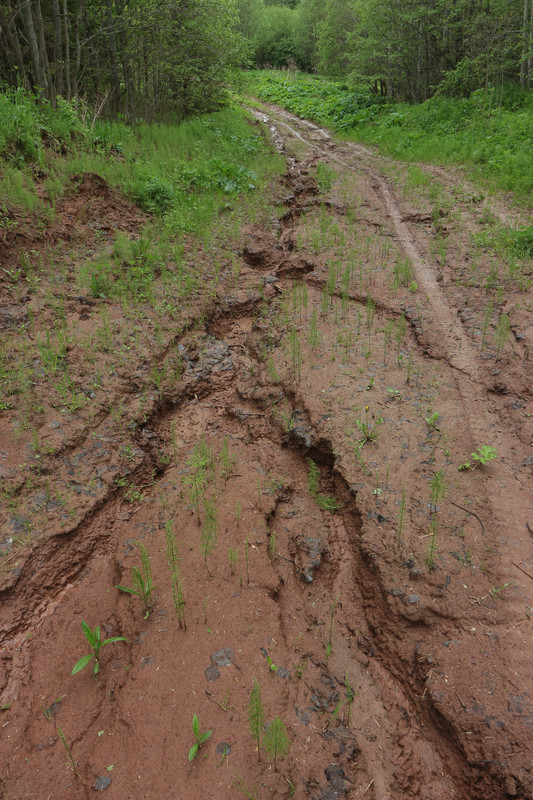 IMG_5612 (1728 x 2592)