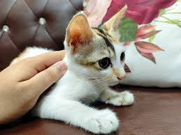 বিড়ালের জন্য পেঁপে সিদ্ধ